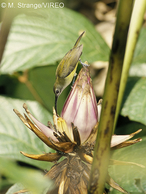 Little Spiderhunter s45-13-048.jpg